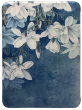 Обложка ReaderONE Amazon Kindle PaperWhite 2024 Flower